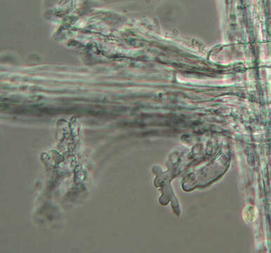 Image of Mycena leptocephala (Pers.) Gillet 1876