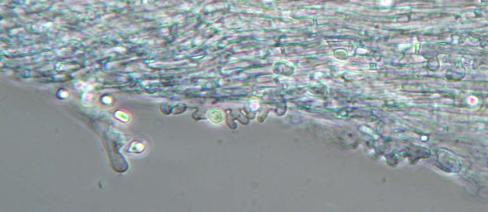 Image of Mycena leptocephala (Pers.) Gillet 1876