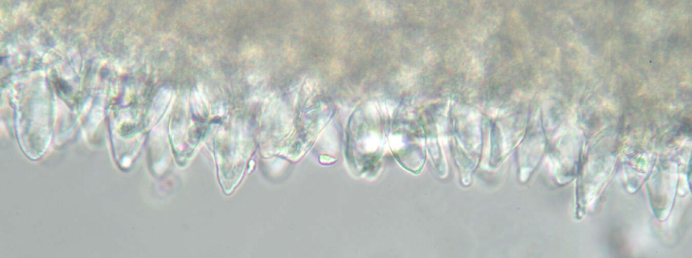 Image of Mycena leptocephala (Pers.) Gillet 1876