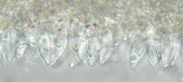 Image of Mycena leptocephala (Pers.) Gillet 1876