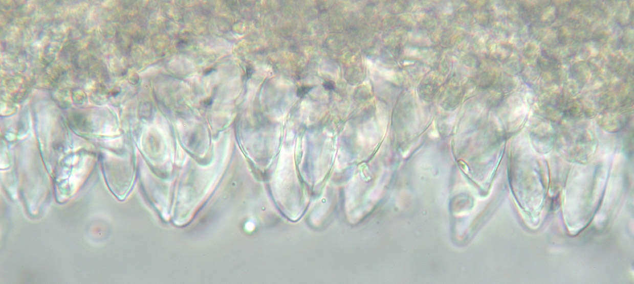 Image of Mycena leptocephala (Pers.) Gillet 1876