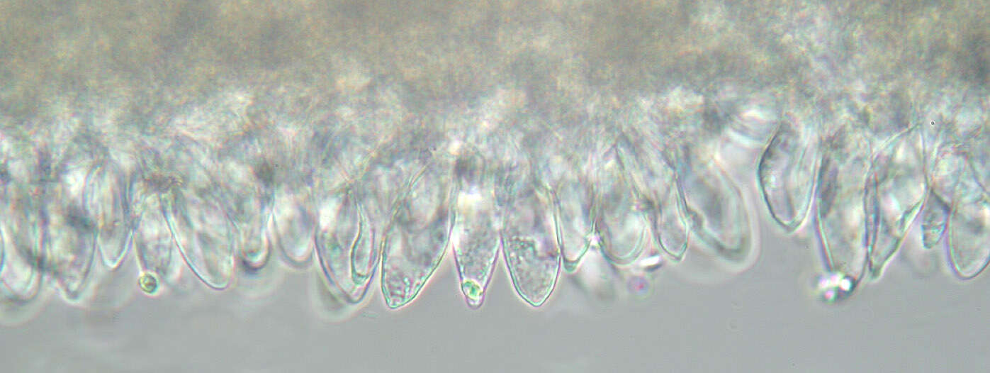 Image of Mycena leptocephala (Pers.) Gillet 1876