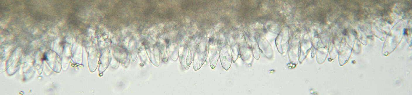 Image of Mycena leptocephala (Pers.) Gillet 1876