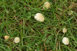 Image of Atheniella flavoalba (Fr.) Redhead, Moncalvo, Vilgalys, Desjardin & B. A. Perry 2012