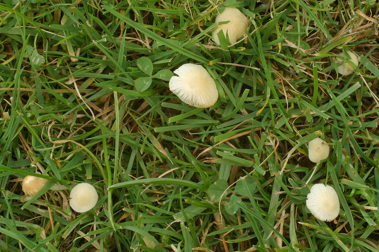 Image of Atheniella flavoalba (Fr.) Redhead, Moncalvo, Vilgalys, Desjardin & B. A. Perry 2012