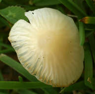 Image of Atheniella flavoalba (Fr.) Redhead, Moncalvo, Vilgalys, Desjardin & B. A. Perry 2012