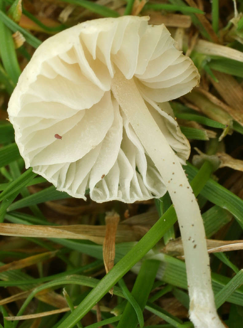 Image of Atheniella flavoalba (Fr.) Redhead, Moncalvo, Vilgalys, Desjardin & B. A. Perry 2012