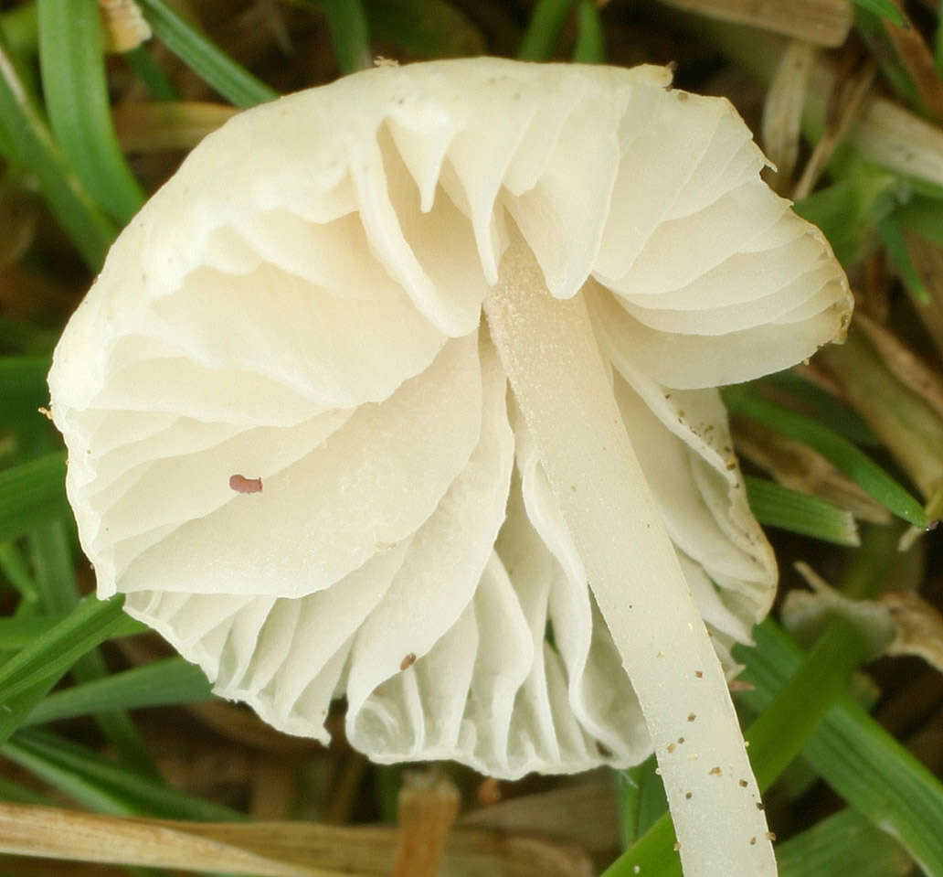 Image of Atheniella flavoalba (Fr.) Redhead, Moncalvo, Vilgalys, Desjardin & B. A. Perry 2012