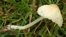 Image of Atheniella flavoalba (Fr.) Redhead, Moncalvo, Vilgalys, Desjardin & B. A. Perry 2012