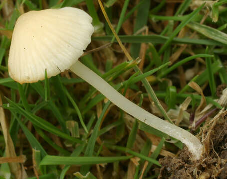 Image of Atheniella flavoalba (Fr.) Redhead, Moncalvo, Vilgalys, Desjardin & B. A. Perry 2012