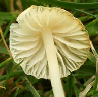 Image of Atheniella flavoalba (Fr.) Redhead, Moncalvo, Vilgalys, Desjardin & B. A. Perry 2012