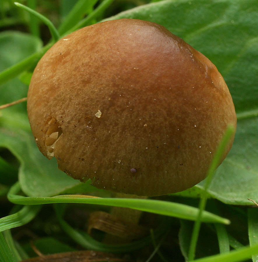 Conocybe mesospora Kühner ex Watling 1980 resmi