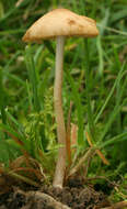 Conocybe mesospora Kühner ex Watling 1980 resmi