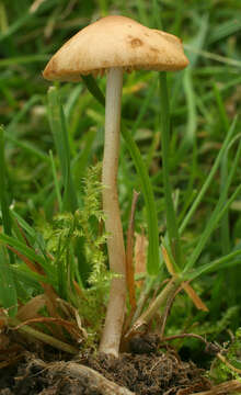 Conocybe mesospora Kühner ex Watling 1980的圖片