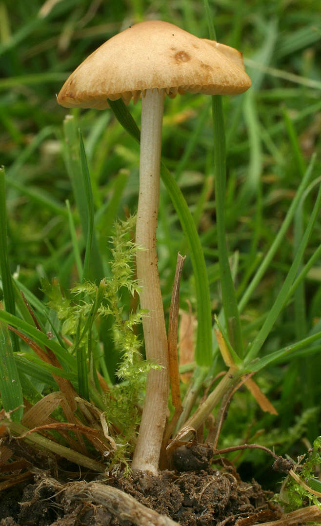 Plancia ëd Conocybe mesospora Kühner ex Watling 1980