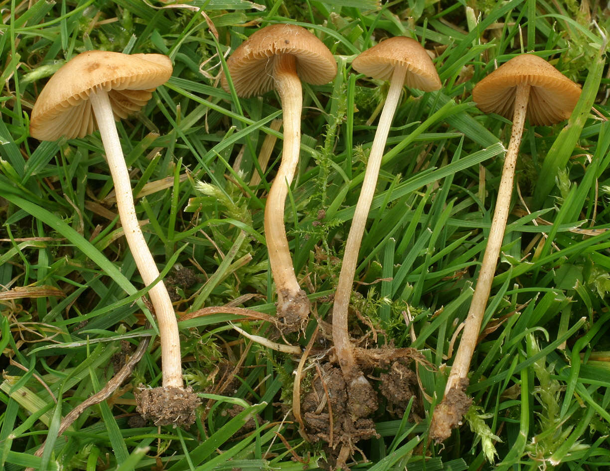 Plancia ëd Conocybe mesospora Kühner ex Watling 1980