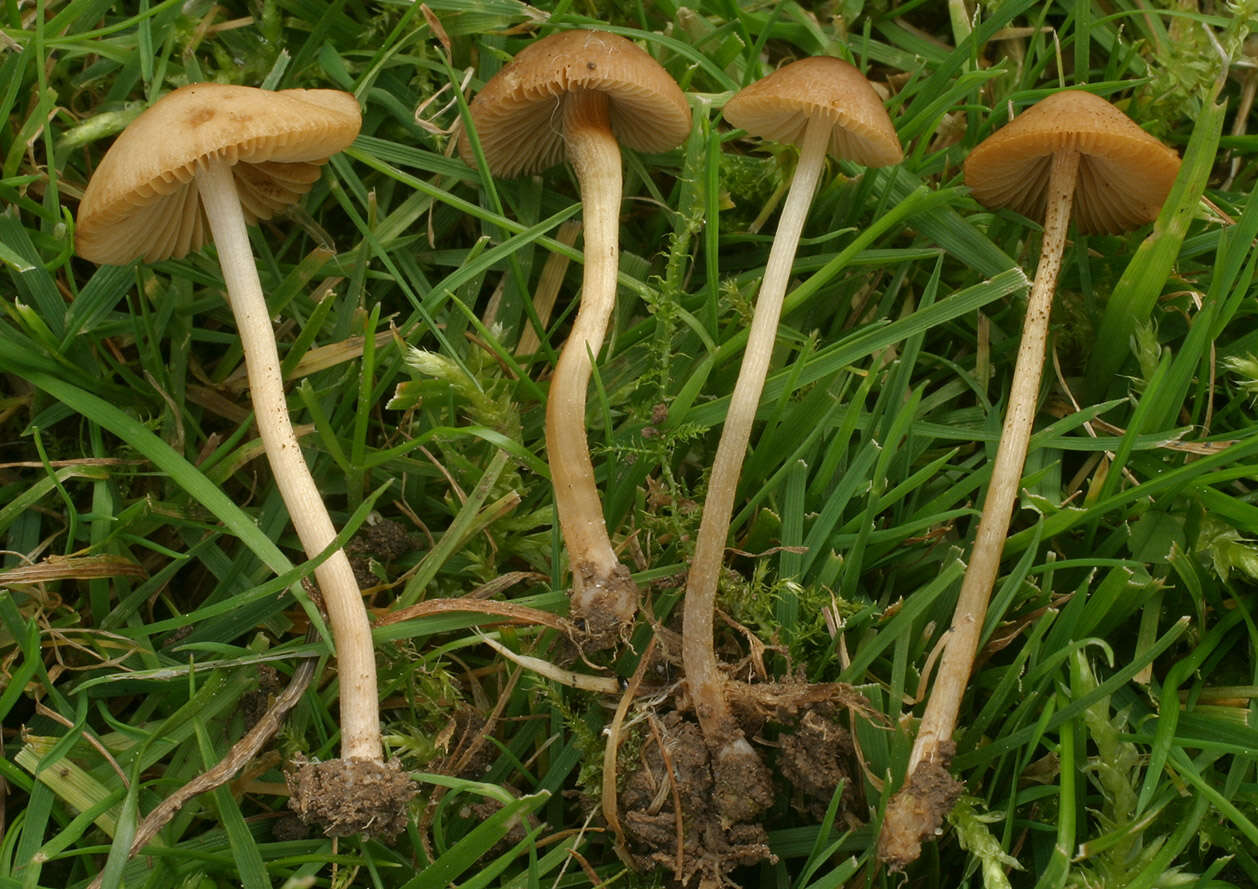 Plancia ëd Conocybe mesospora Kühner ex Watling 1980