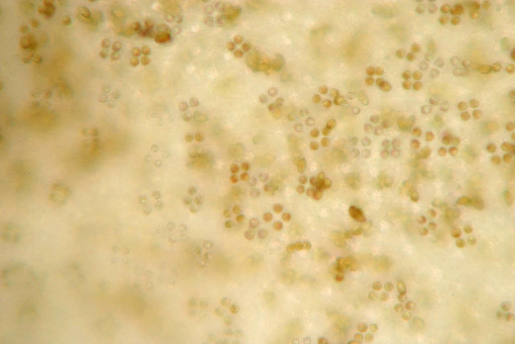 Plancia ëd Conocybe mesospora Kühner ex Watling 1980