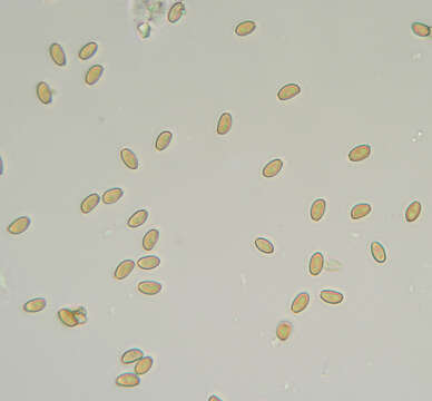 Conocybe mesospora Kühner ex Watling 1980的圖片