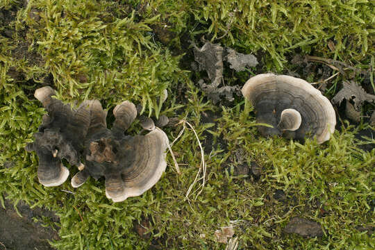 Image of Turkey Tail