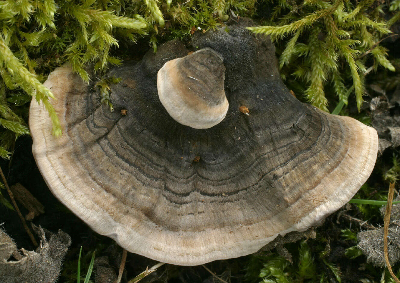 Image of Turkey Tail