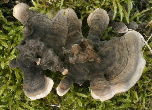 Image of Turkey Tail