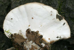 Image of Turkey Tail