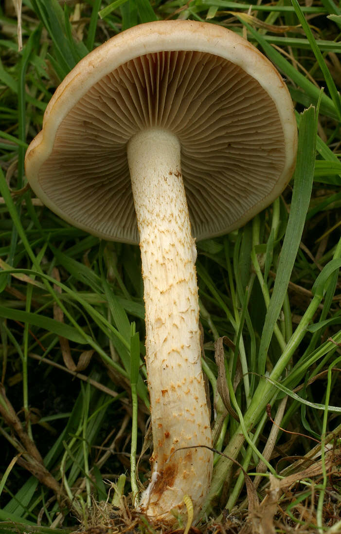 Image of Pholiota highlandensis (Peck) Quadr. & Lunghini 1990