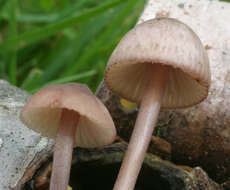 Image of Mycena haematopus (Pers.) P. Kumm. 1871