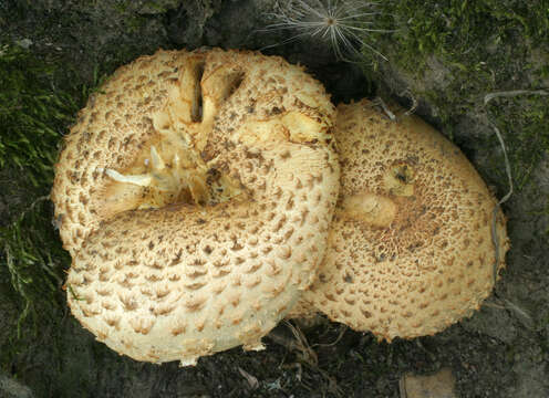 Image of shaggy scalycap