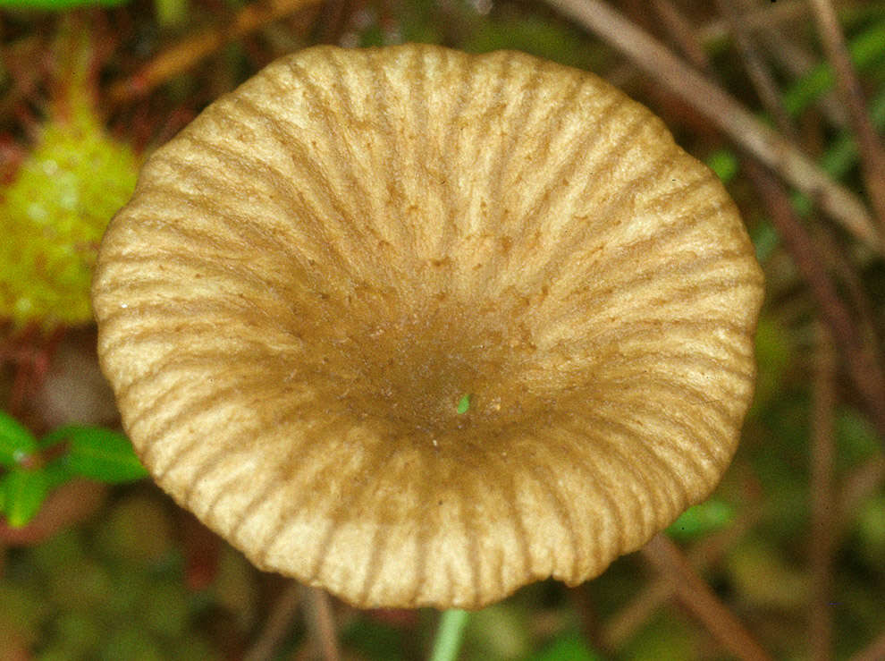 Image of Arrhenia sphagnicola (Berk.) Redhead, Lutzoni, Moncalvo & Vilgalys 2002