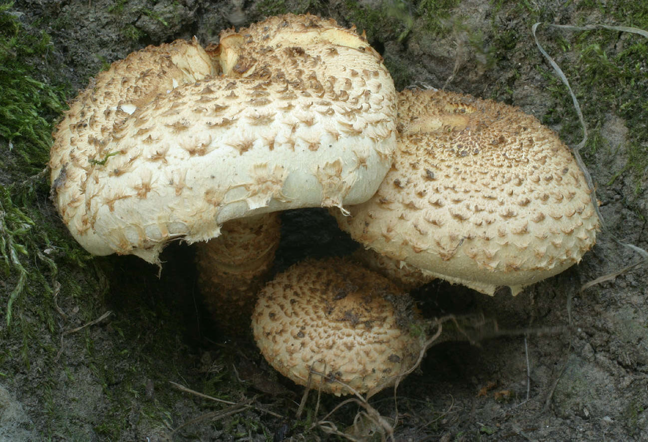 Image of shaggy scalycap