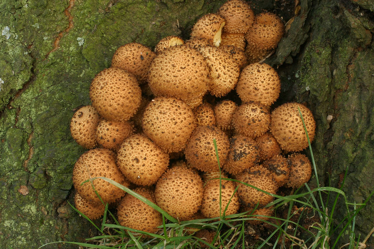 Image of shaggy scalycap