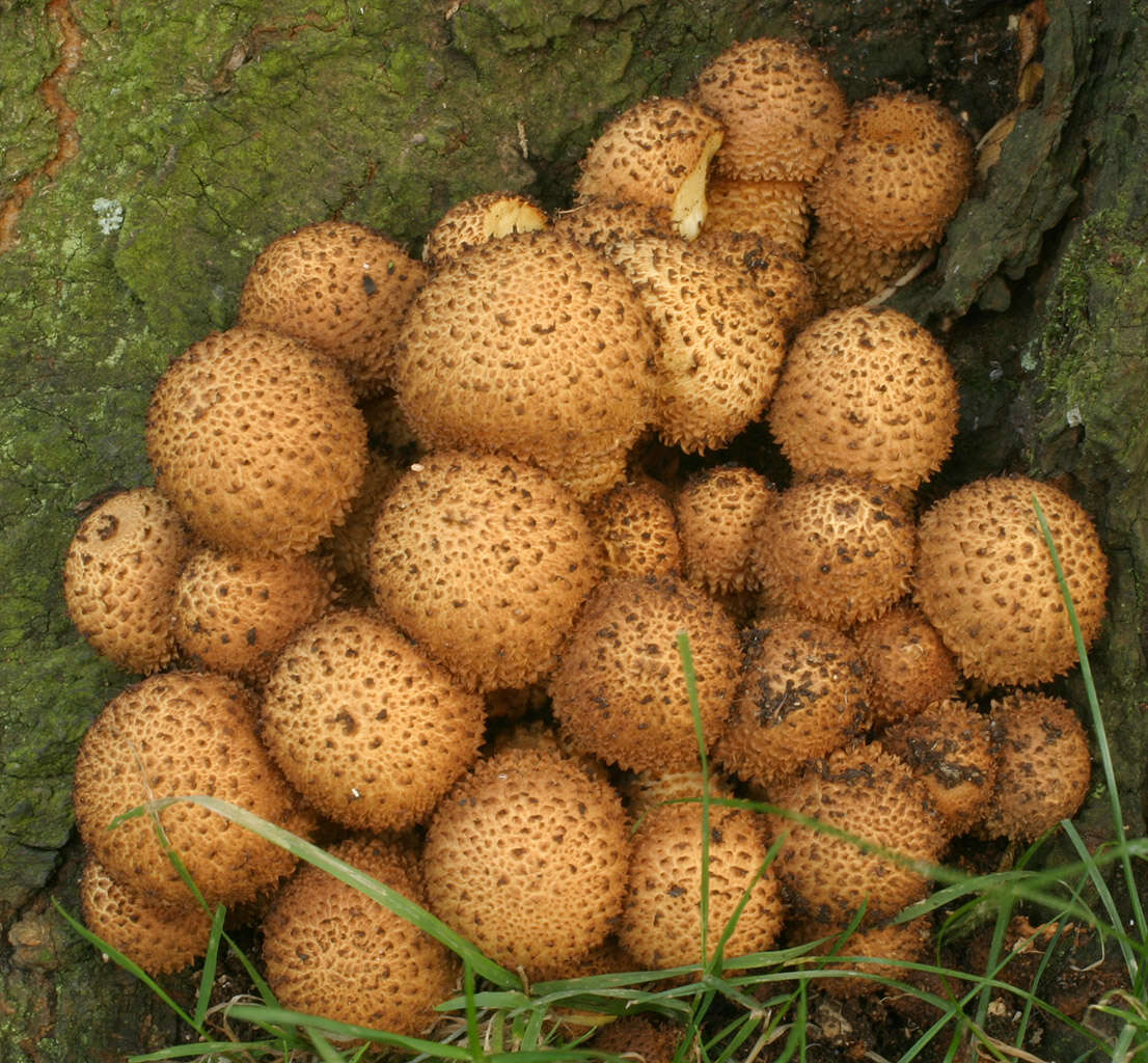 Image of shaggy scalycap