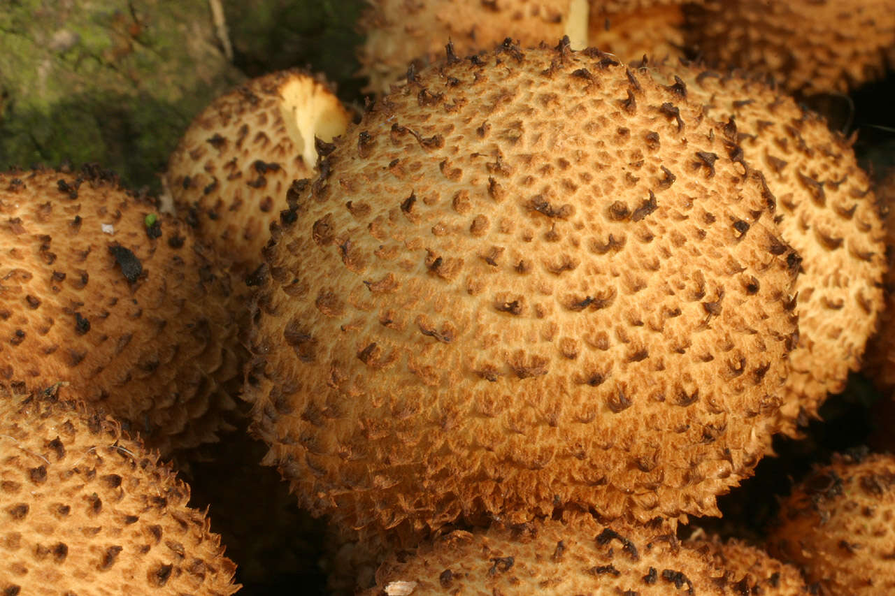 Image of shaggy scalycap