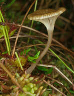 Image of Arrhenia sphagnicola (Berk.) Redhead, Lutzoni, Moncalvo & Vilgalys 2002