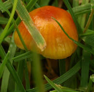 Image de Hygrocybe insipida (J. E. Lange) M. M. Moser 1967