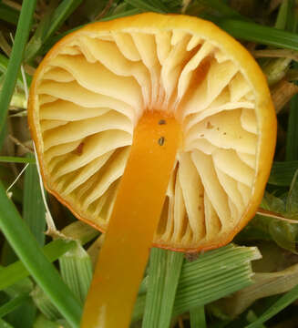 Image of Hygrocybe insipida (J. E. Lange) M. M. Moser 1967