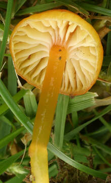 Image de Hygrocybe insipida (J. E. Lange) M. M. Moser 1967