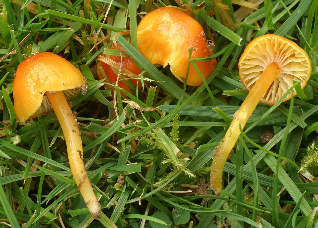 Image de Hygrocybe insipida (J. E. Lange) M. M. Moser 1967