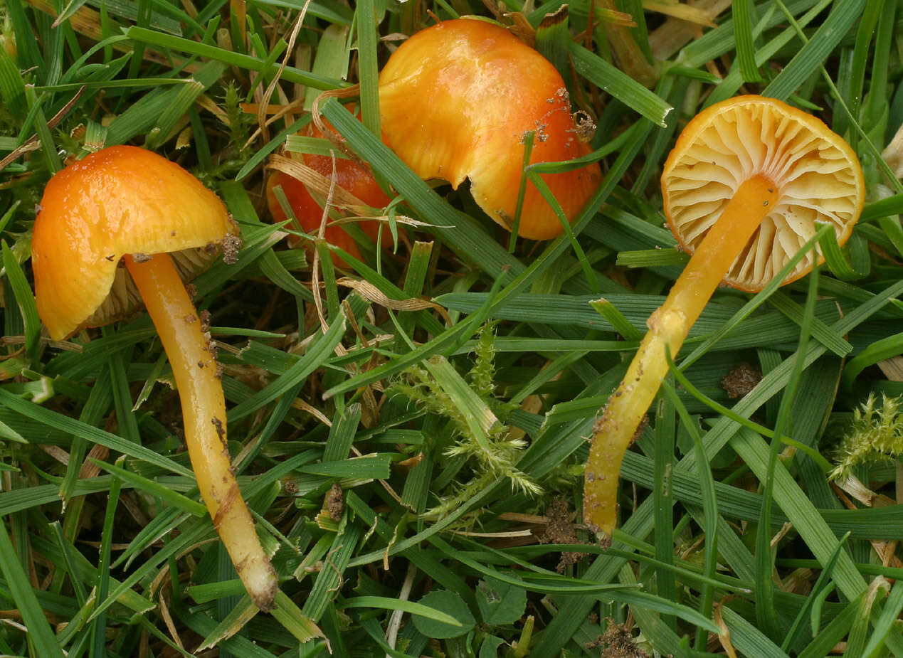 Image de Hygrocybe insipida (J. E. Lange) M. M. Moser 1967