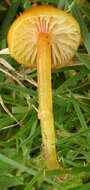 Image de Hygrocybe insipida (J. E. Lange) M. M. Moser 1967