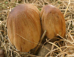 Image of Glistening Inky Cap