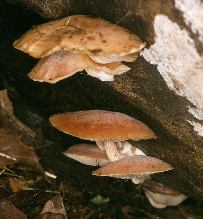 Image of Rhodotus