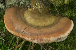 Imagem de Ganoderma australe (Fr.) Pat. 1889