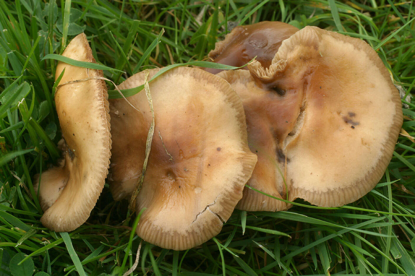 Image of Cyclocybe erebia (Fr.) Vizzini & Matheny 2014