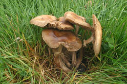 Image of Cyclocybe erebia (Fr.) Vizzini & Matheny 2014