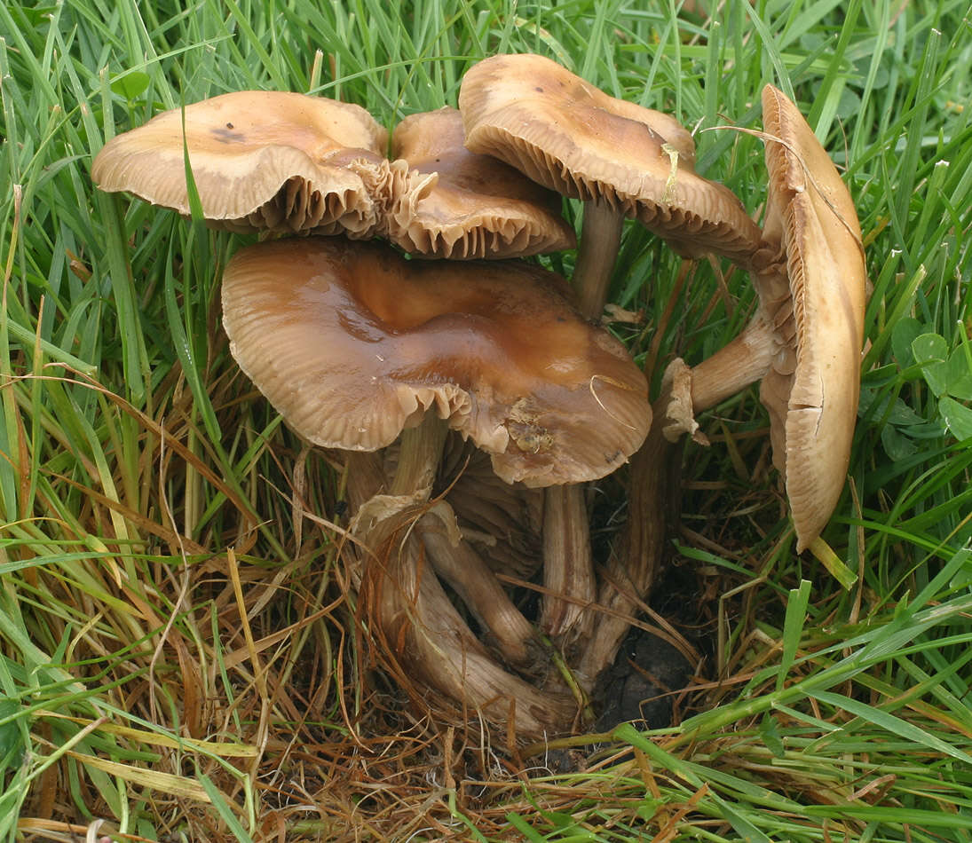 Image of Cyclocybe erebia (Fr.) Vizzini & Matheny 2014