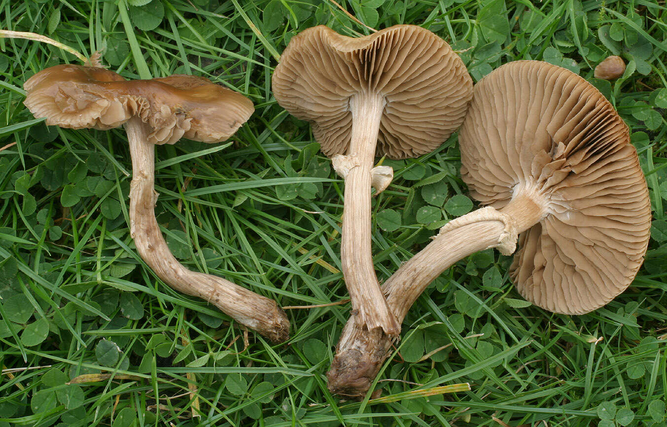 Image of Cyclocybe erebia (Fr.) Vizzini & Matheny 2014