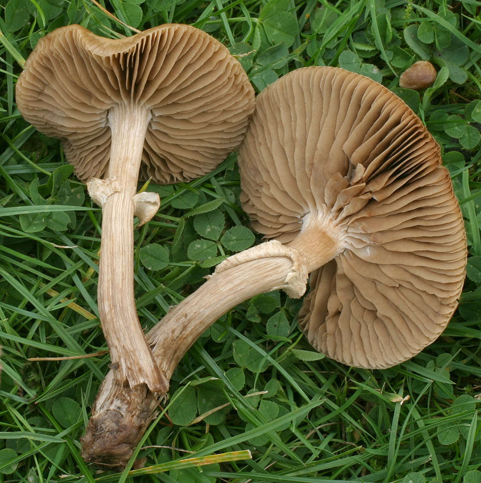 Image of Cyclocybe erebia (Fr.) Vizzini & Matheny 2014